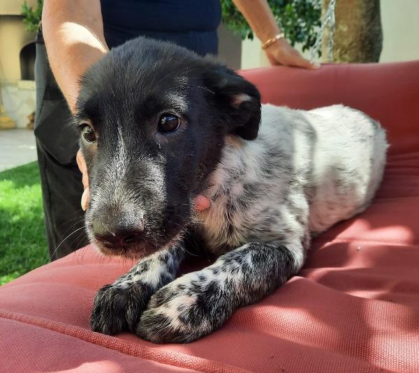 Lola, Dolce Cucciola Simil Setter Di 5 Mesi